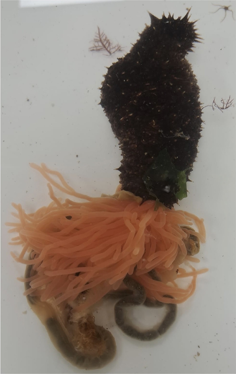 New Sea Cucumber Species Joins the Research Toolbox Marine Biological Laboratory